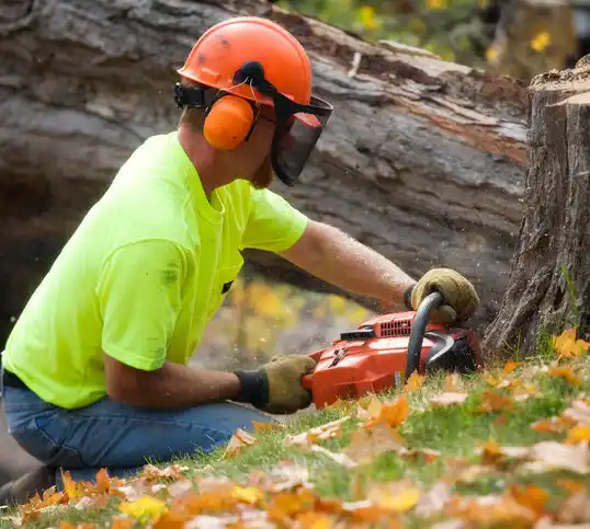 tree services Patchogue